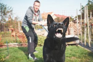 dog bite