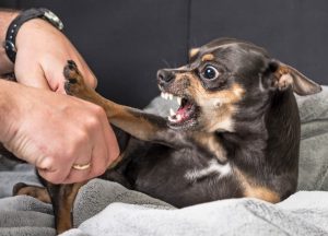 scary dog